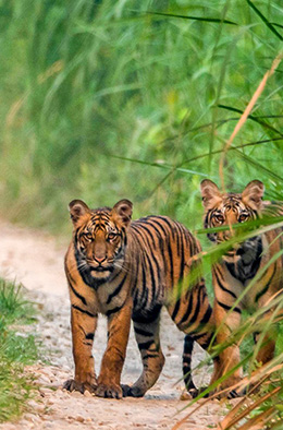 chitwan jungle safari